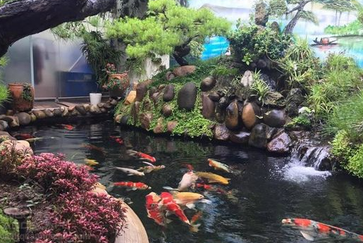 cham soc ca kieng can tho