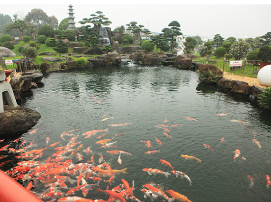 xay dung ho koi cho khu du lich