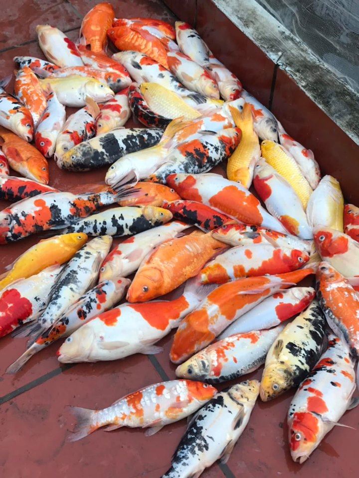 Trị bệnh cá koi