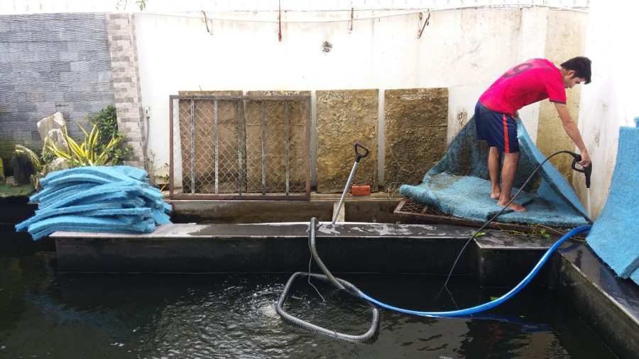 Vệ Sinh Hồ Cá Koi